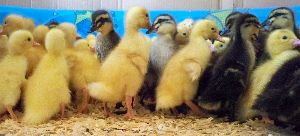 day-chicks-white-pekin-duck-1539597905-4389501.jpeg