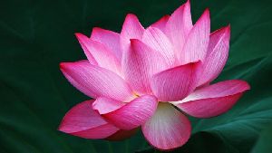 fresh-lotus-flower-1616063081-5759021.jpeg