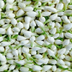 emmanuel jasmine flowers, for Decorative, Garlands, Packaging Type : ice box