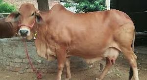 sahiwal-cow-1634643626-3107104.jpeg