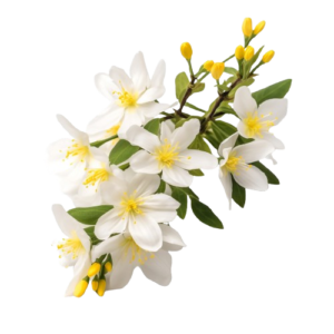 Jasmine Flowers