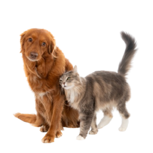 PET and Farming Animals